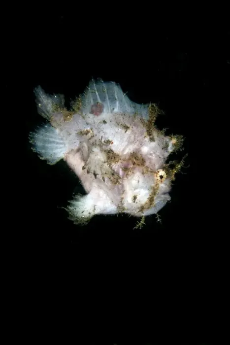 Framed Print : Spot Fin Frogfish - Indonesia Framed Print : Spot Fin Frogfish - Indonesia