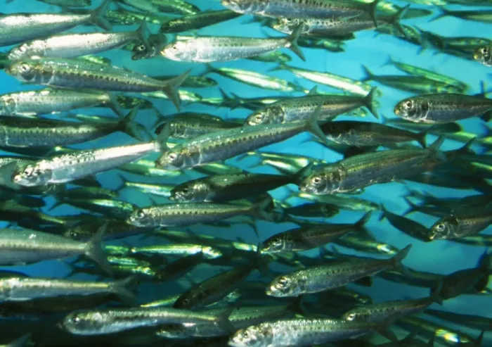 Framed Print : Spot Lined Sardine Japan Framed Print : Spot Lined Sardine Japan