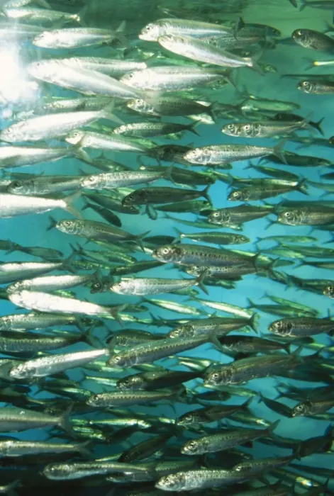 Framed Print : Spot Lined Sardine Japan Framed Print : Spot Lined Sardine Japan