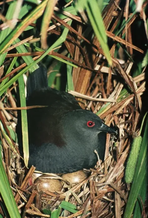 Framed Print : Spotless Crake DH 46 Porzana tabuensis © Don Hadden / ARDEA LONDON Framed Print : Spotless Crake DH 46 Porzana tabuensis © Don Hadden / ARDEA LONDON