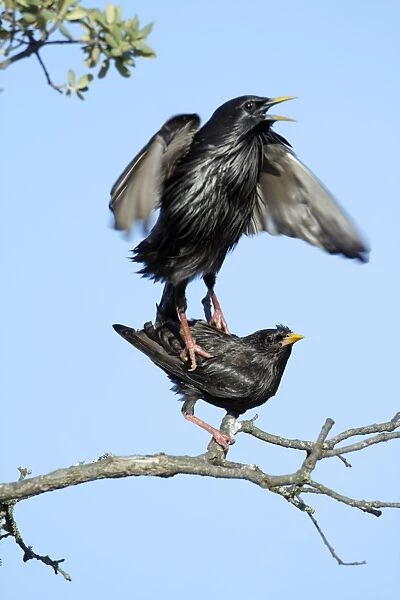 Spotless Starling - pair mating on branch, region of Alentejo, Portugal