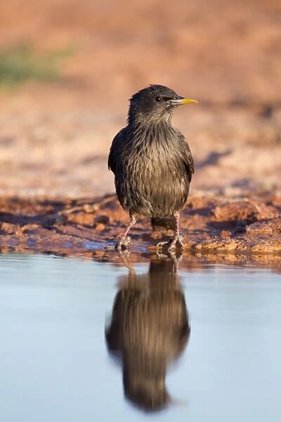 Spotless Starling - by pool - Spain