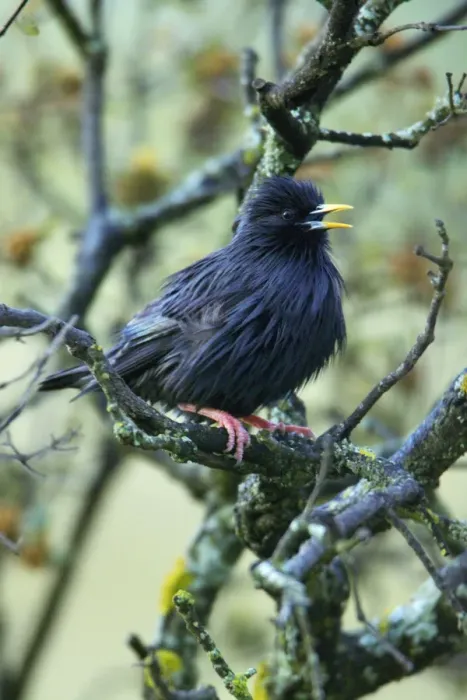 Framed Print : Spotless Starling - singing from branch, Alentejo, Portugal Framed Print : Spotless Starling - singing from branch, Alentejo, Portugal
