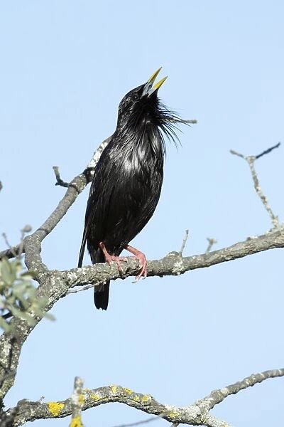 Spotless Starling - singing from branch, region of Alentejo, Portugal