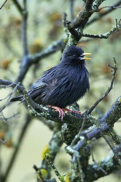 Spotless Starling - singing from branch, Alentejo, Portugal