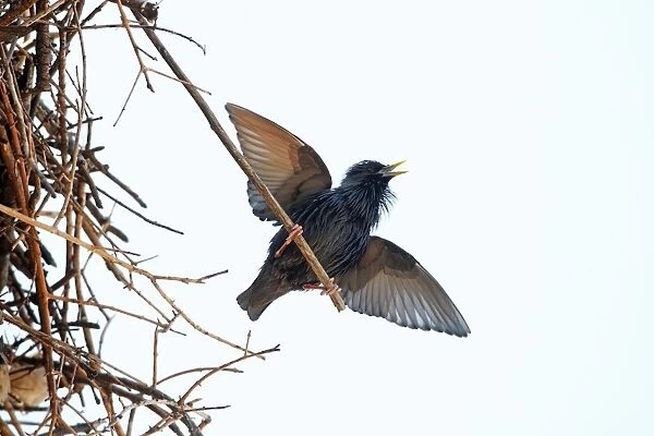 Spotless Starling - singing and displaying from white stork's nest, region of Alentejo, Portugal