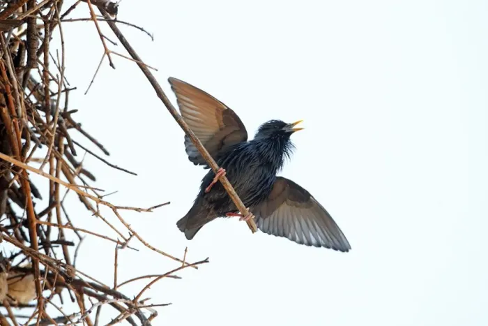 Framed Print : Spotless Starling - singing and displaying from white stork's nest, region of Alentejo, Portugal Framed Print : Spotless Starling - singing and displaying from white stork's nest, region of Alentejo, Portugal