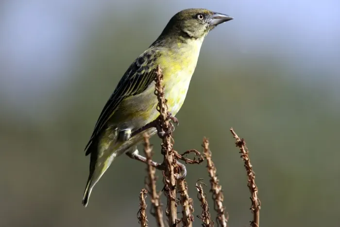 Framed Print : Spotted-backed / Black-headed Weaver. Maasai Mara - Kenya - Africa Framed Print : Spotted-backed / Black-headed Weaver. Maasai Mara - Kenya - Africa
