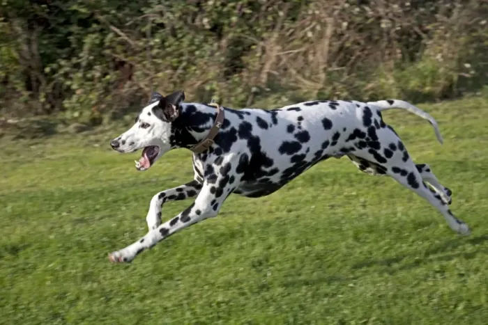 Framed Print : Spotted Black & White Dalmation - running - Waterloo Kennels - Cheltenham - UK Framed Print : Spotted Black & White Dalmation - running - Waterloo Kennels - Cheltenham - UK