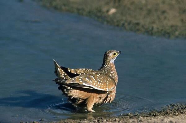 Spotted  /  Burchell's Sandgrouse - soaks up water for chicks - Kalahari - Africa
