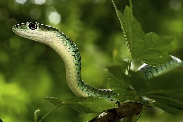 Spotted Bush Snake - on a tree - Tanzania - Africa