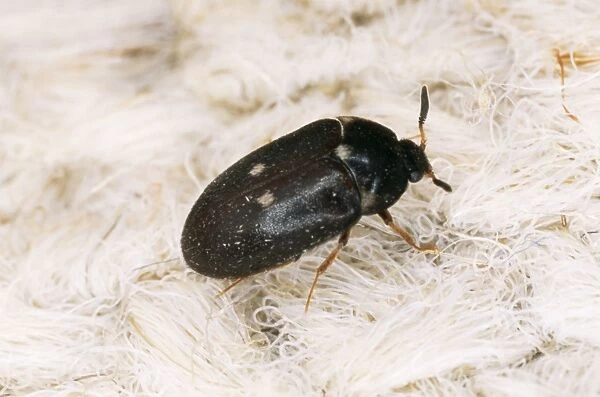 Two Spotted Carpet  /  Museum Beetle Adult, UK