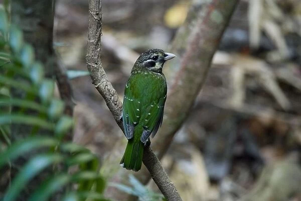 Spotted Catbird Members of the bowerbird lineage but catbirds are monogamous and do not build bowers. Restricted distribution in rainforests of far north eastern Queensland. Also New Guinea