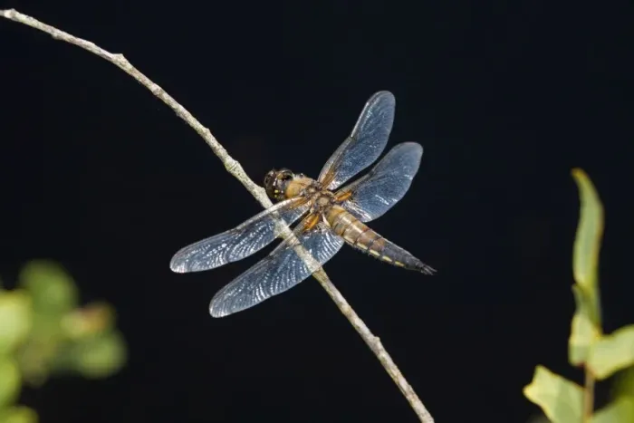Framed Print : Four Spotted Chaser - Cornwall - UK Framed Print : Four Spotted Chaser - Cornwall - UK