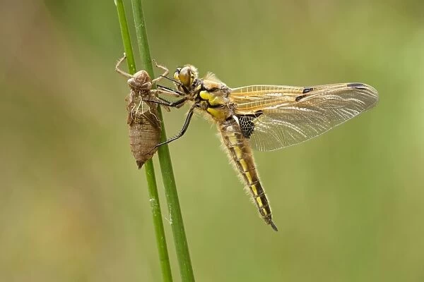 Four Spotted Chaser - dragonfly newly emerged and resting on grasses - May - Cannock Chase - Staffordshire - England