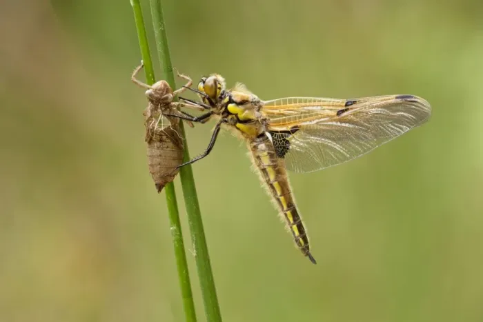 Framed Print : Four Spotted Chaser - dragonfly newly emerged and resting on grasses - May - Cannock Chase - Staffordshire - England Framed Print : Four Spotted Chaser - dragonfly newly emerged and resting on grasses - May - Cannock Chase - Staffordshire - England