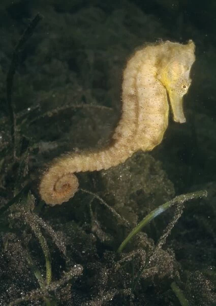 Spotted  /  Common  /  Estuary  /  Yellow  /  Kuda Seahorse - Indo-pacific, Indonesia
