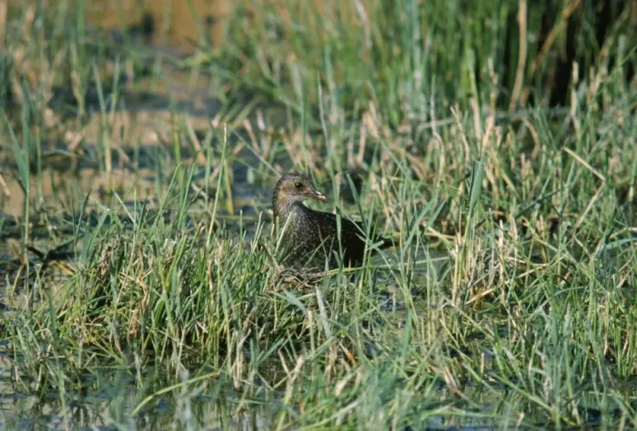 Framed Print : Spotted Crake - in grassy wetland Framed Print : Spotted Crake - in grassy wetland