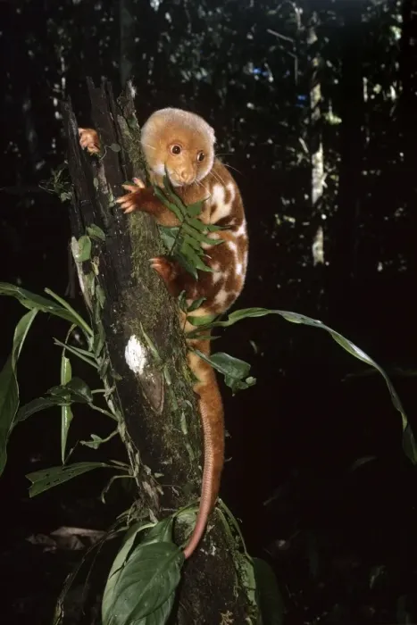 Framed Print : Spotted Cuscus Framed Print : Spotted Cuscus