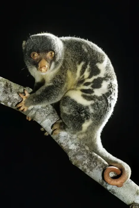 Framed Print : Spotted Cuscus Framed Print : Spotted Cuscus