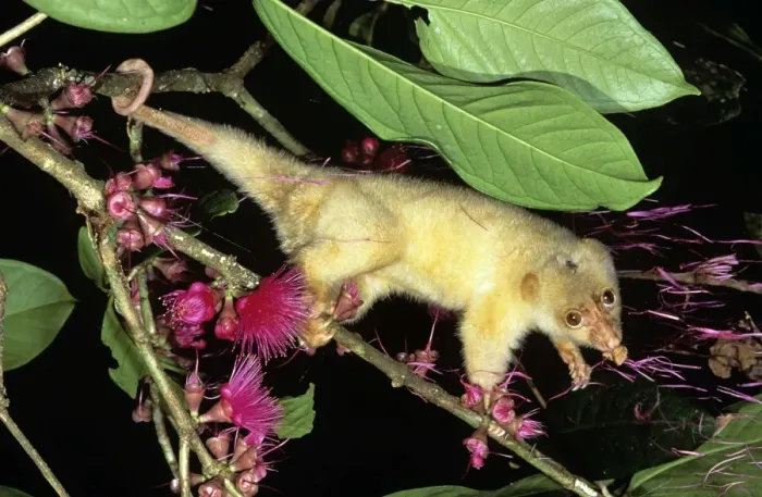 Framed Print : Spotted Cuscus - female - Papua New Guinea Framed Print : Spotted Cuscus - female - Papua New Guinea