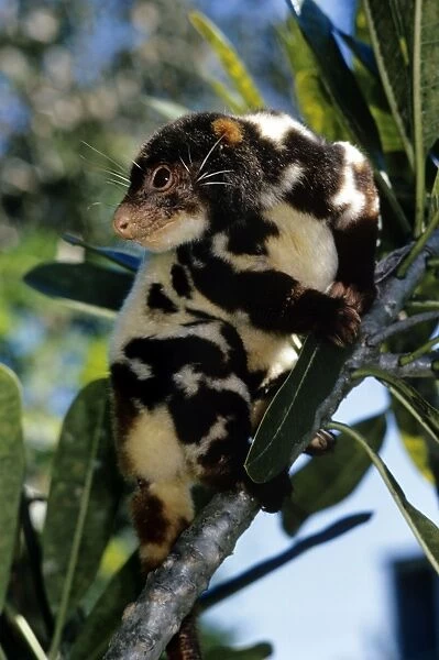 Spotted Cuscus - male - Papua New Guinea