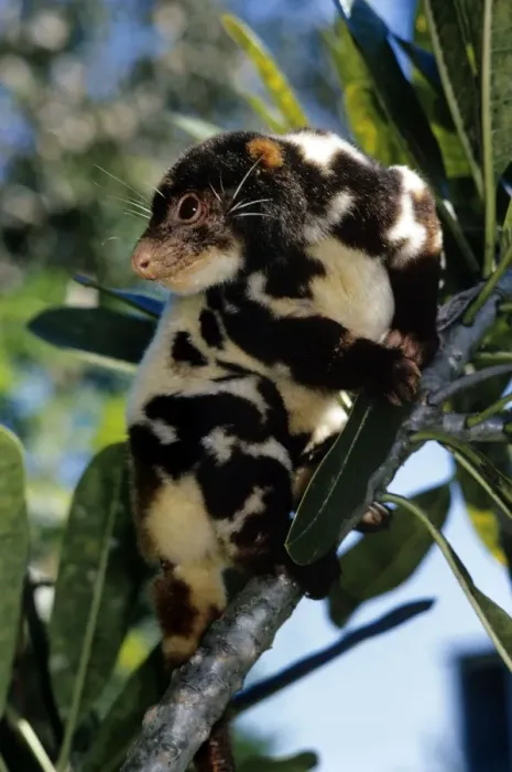 Framed Print : Spotted Cuscus - male - Papua New Guinea Framed Print : Spotted Cuscus - male - Papua New Guinea