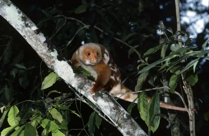 Framed Print : Spotted Cuscus - Papua New Guinea Framed Print : Spotted Cuscus - Papua New Guinea