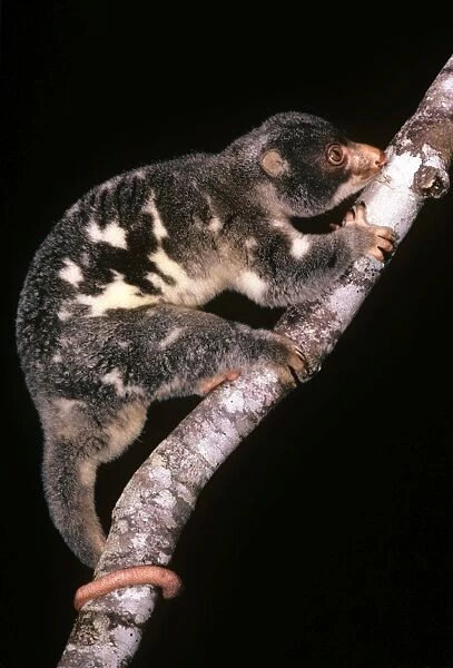 Spotted Cuscus - rain forest - North Queesland