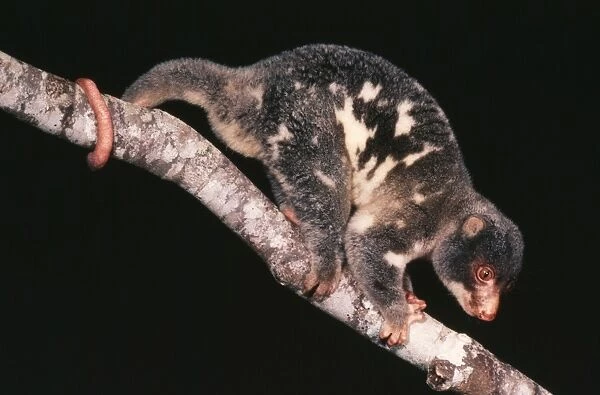 Spotted Cuscus Rainforest, North Queensland