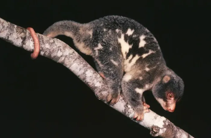 Framed Print : Spotted Cuscus Rainforest, North Queensland Framed Print : Spotted Cuscus Rainforest, North Queensland