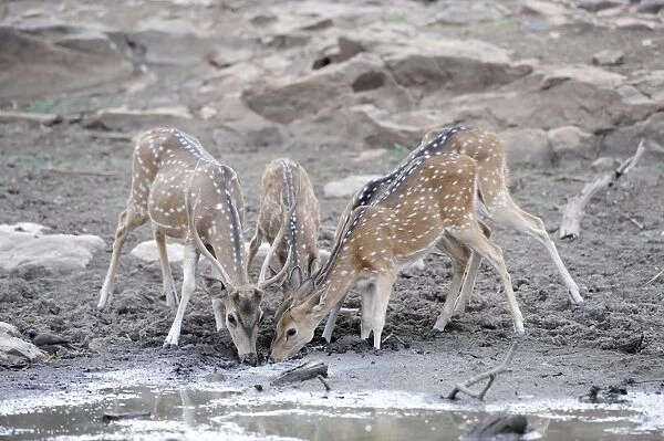 Spotted Deer  /  Chital - drinking - Ranthambhore National Park - Rajasthan - India