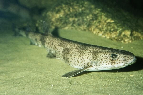Spotted Dogfish