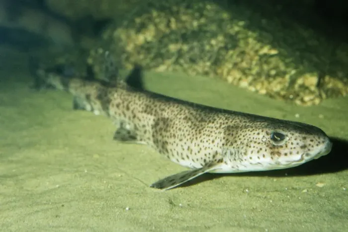 Framed Print : Spotted Dogfish Framed Print : Spotted Dogfish