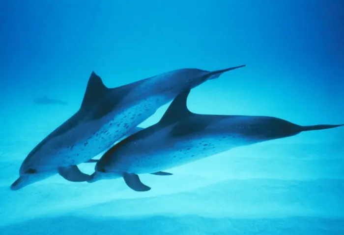 Framed Print : Spotted Dolphin Carribean Framed Print : Spotted Dolphin Carribean
