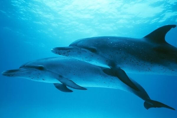 SPOTTED DOLPHINS - mother & calf
