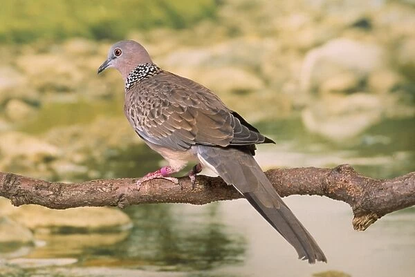 Spotted Dove  /  Spotted Turtle Dove  /  Chinese Turtle Dove
