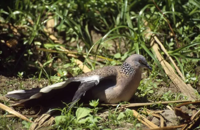 Framed Print : Spotted Dove - sunbathing - New Zealand Framed Print : Spotted Dove - sunbathing - New Zealand