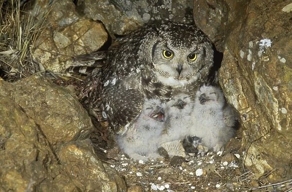 Spotted Eagle Owl - with chicks at nest