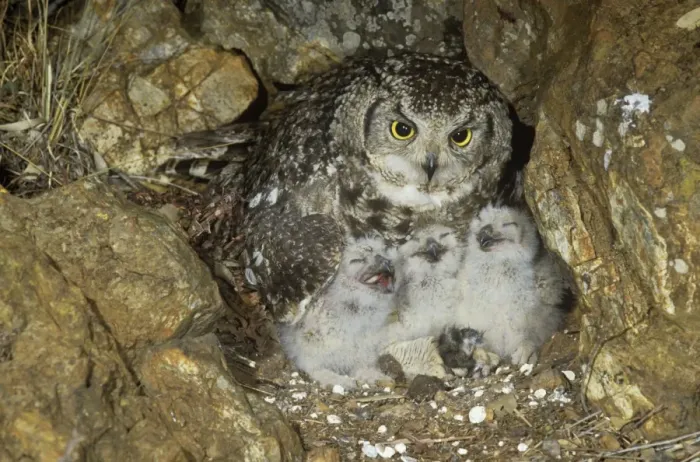 Framed Print : Spotted Eagle Owl - with chicks at nest Framed Print : Spotted Eagle Owl - with chicks at nest