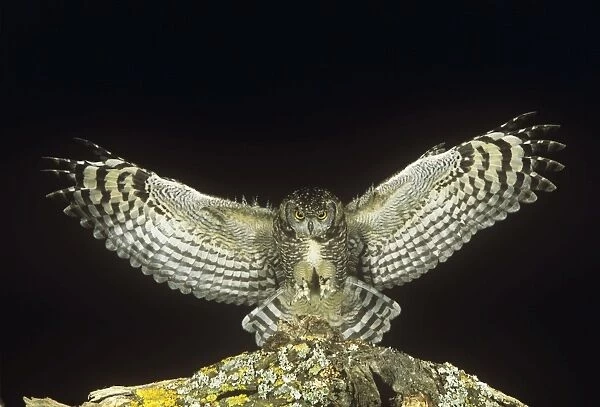 Spotted Eagle Owl - landing