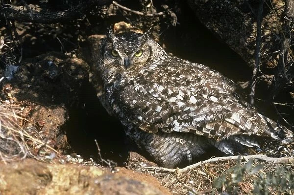 Spotted Eagle Owl - shading chicks