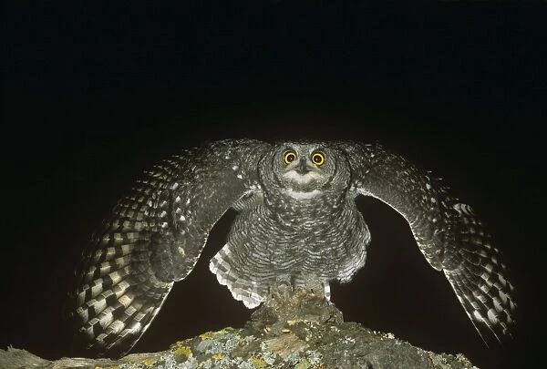 Spotted Eagle Owl - threatening