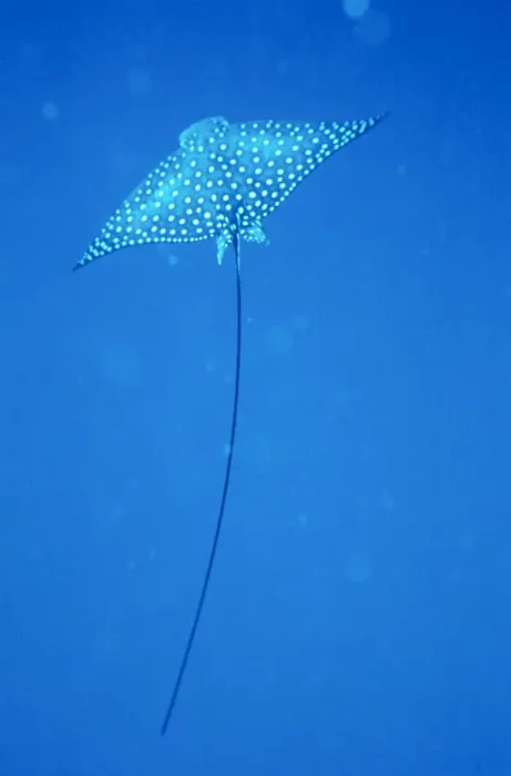 Framed Print : Spotted Eagle Ray Framed Print : Spotted Eagle Ray