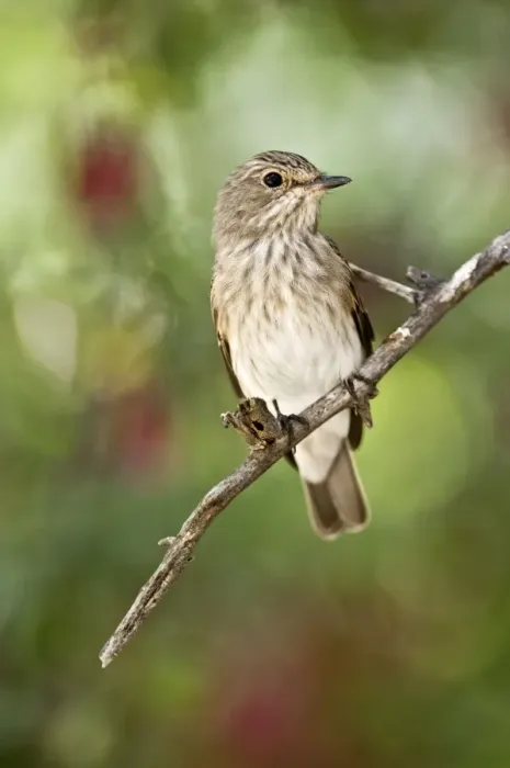 Framed Print : Spotted flycatcher - On branch - Kalahari - Botswana Framed Print : Spotted flycatcher - On branch - Kalahari - Botswana