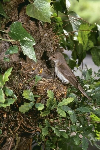 Spotted Flycatcher JAB 59 Young in nest Muscicapa striata © J. A. Bailey ARDEA LONDON