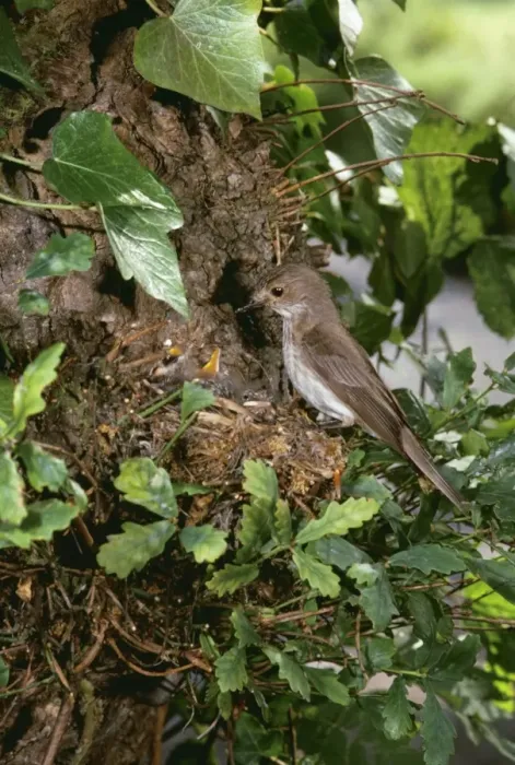 Framed Print : Spotted Flycatcher JAB 59 Young in nest Muscicapa striata © J. A. Bailey ARDEA LONDON Framed Print : Spotted Flycatcher JAB 59 Young in nest Muscicapa striata © J. A. Bailey ARDEA LONDON