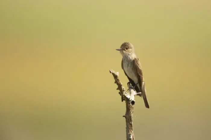 Framed Print : Spotted Flycatcher - On perch Muscicapa striata Hungary BI016428 Framed Print : Spotted Flycatcher - On perch Muscicapa striata Hungary BI016428