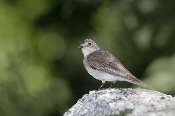 Spotted Flycatcher - on stone - Cornwall - UK