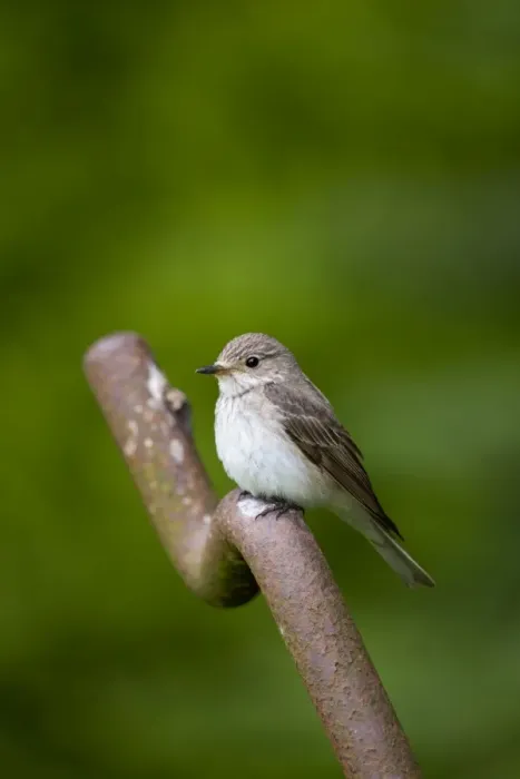 Framed Print : Spotted Flycatcher - Summer - Cornwall, UK Framed Print : Spotted Flycatcher - Summer - Cornwall, UK